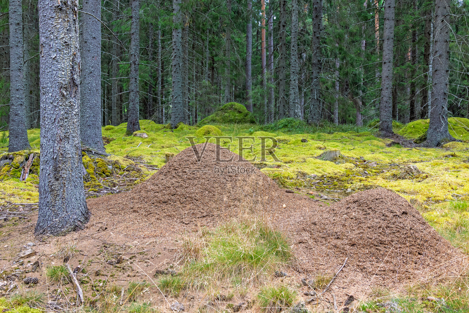 苔藓云杉森林中的蚁丘照片摄影图片