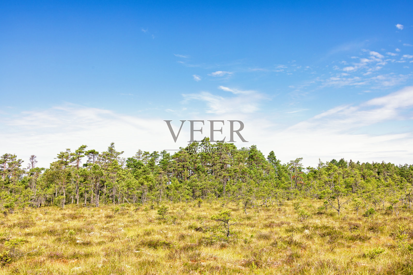 阳光明媚的夏日，松树环绕的沼泽地景观照片摄影图片