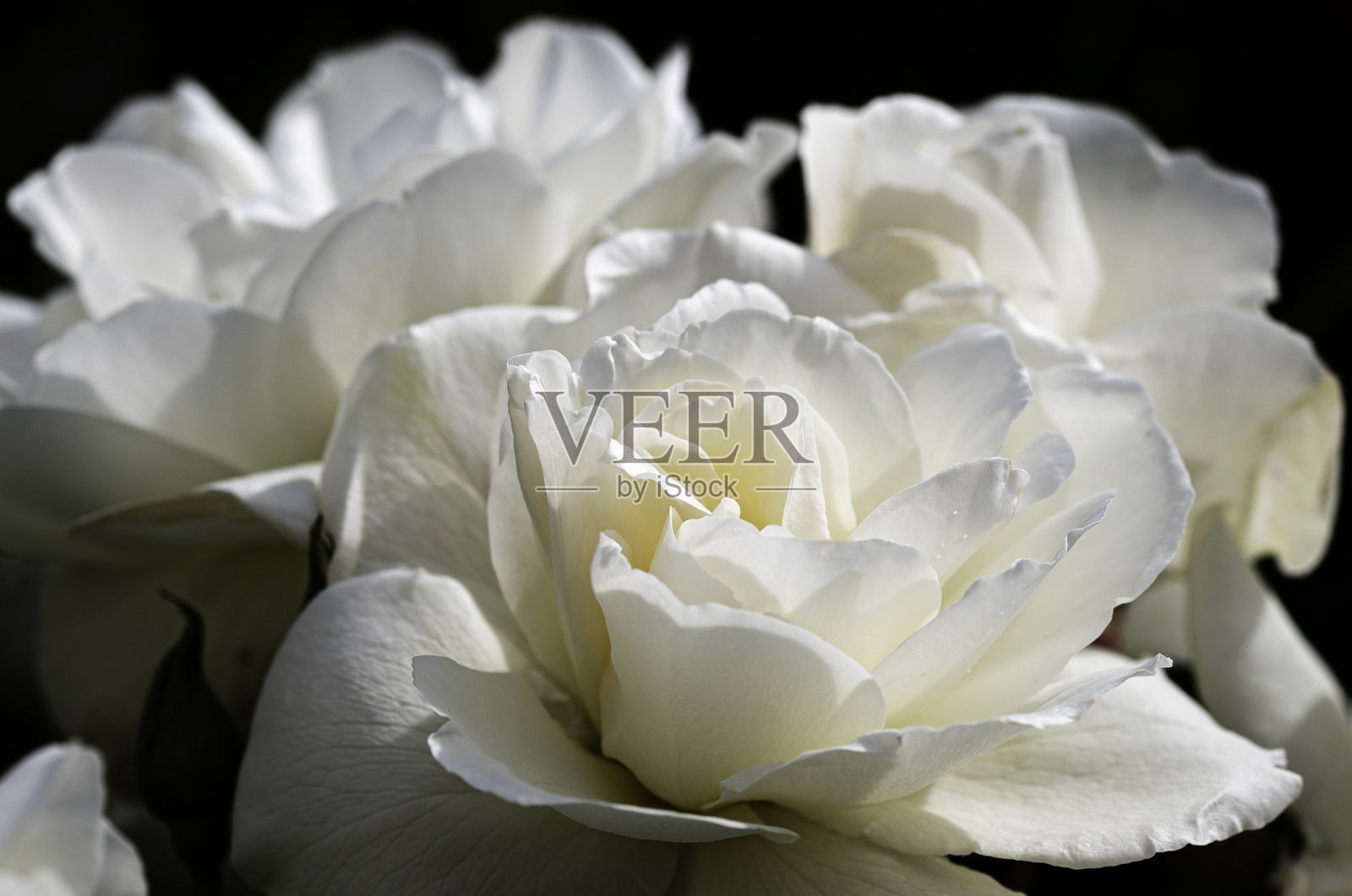 温暖阳光照耀下的白玫瑰照片摄影图片