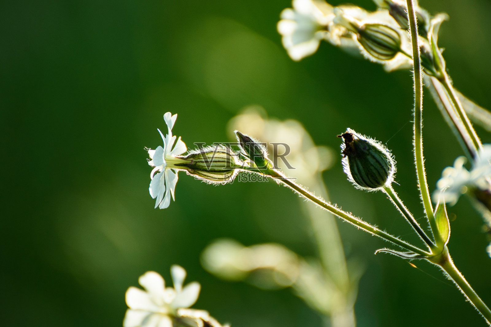 单朵白色石竹花的特写镜头照片摄影图片