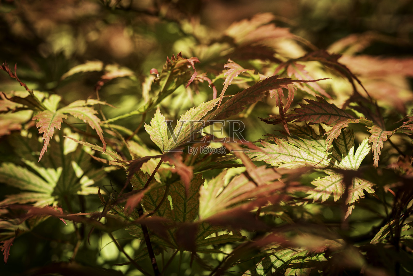 阳光照耀下的日本枫树叶在自然光中闪耀照片摄影图片