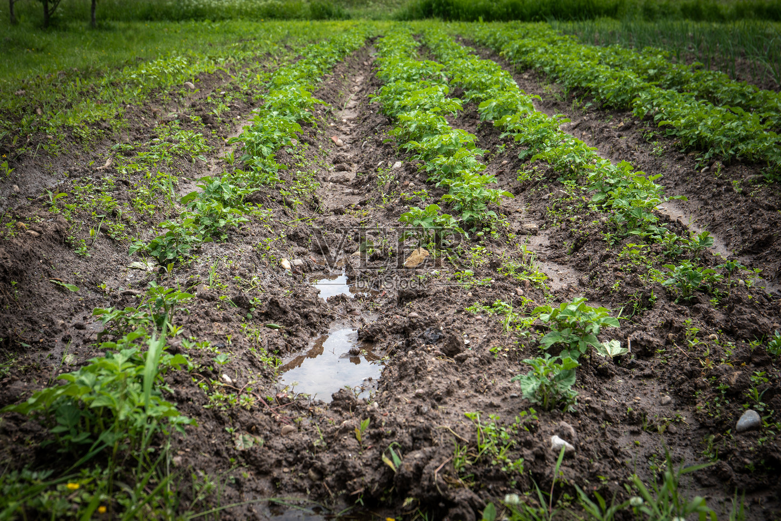 年轻的土豆苗在湿润的耕作花园田地中整齐地生长照片摄影图片