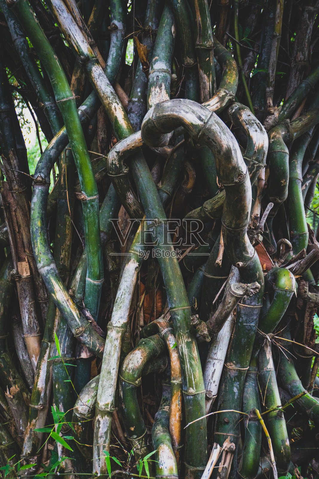 乌塔拉坎德农田上的纠结竹（黄竹）原木照片摄影图片