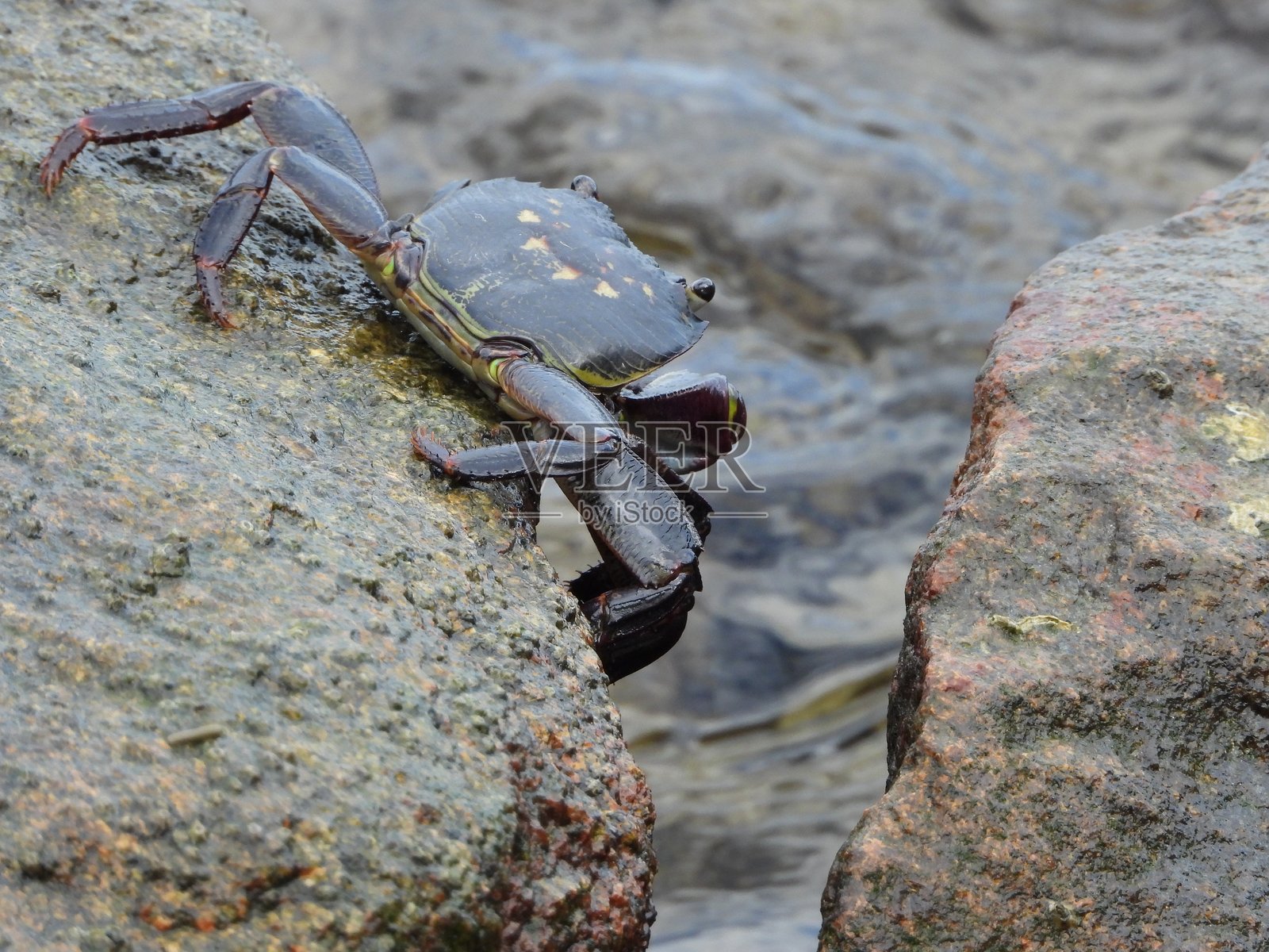 抓蟹的美好时光照片摄影图片