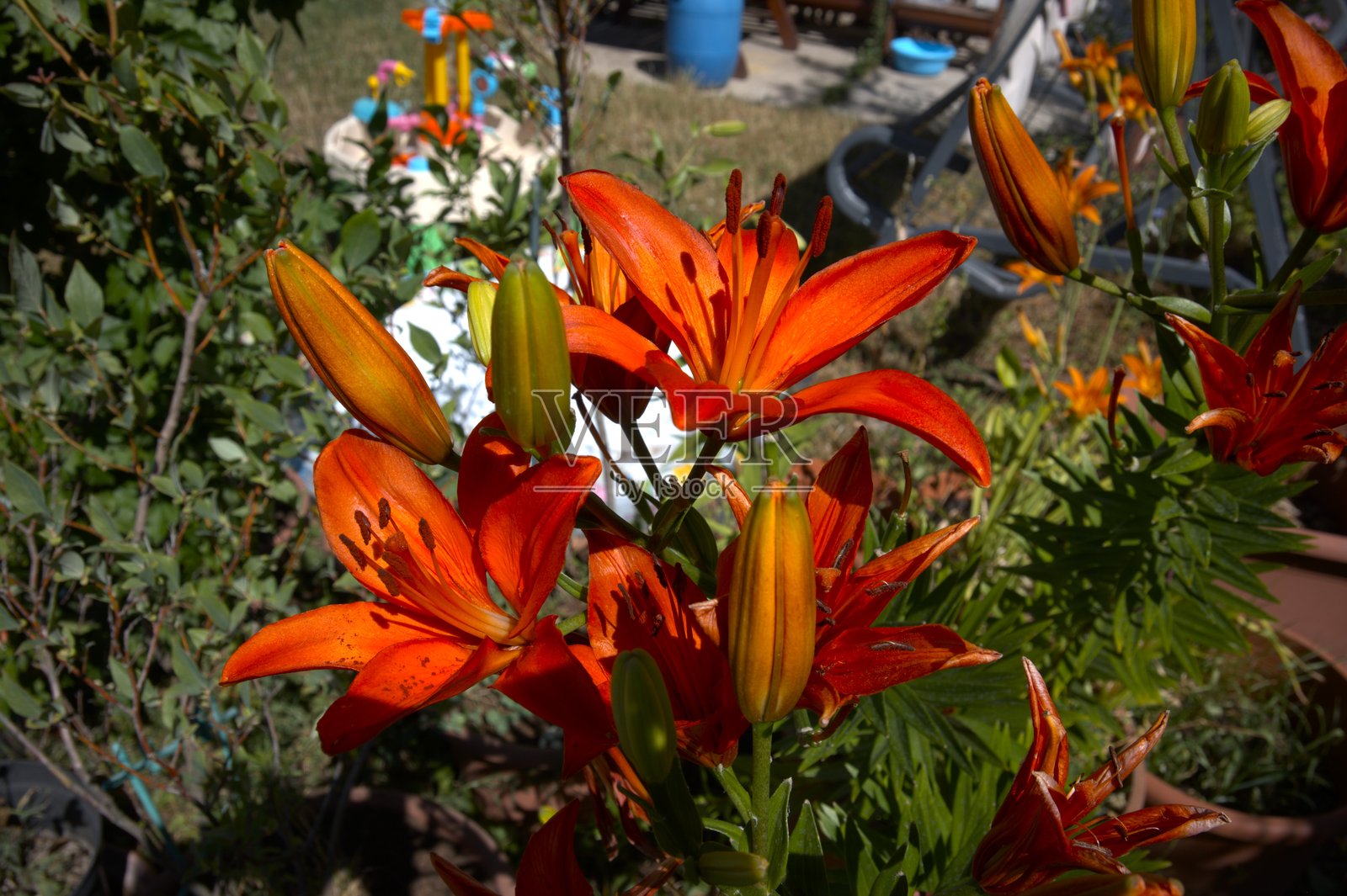 橙色百合花特写照片摄影图片