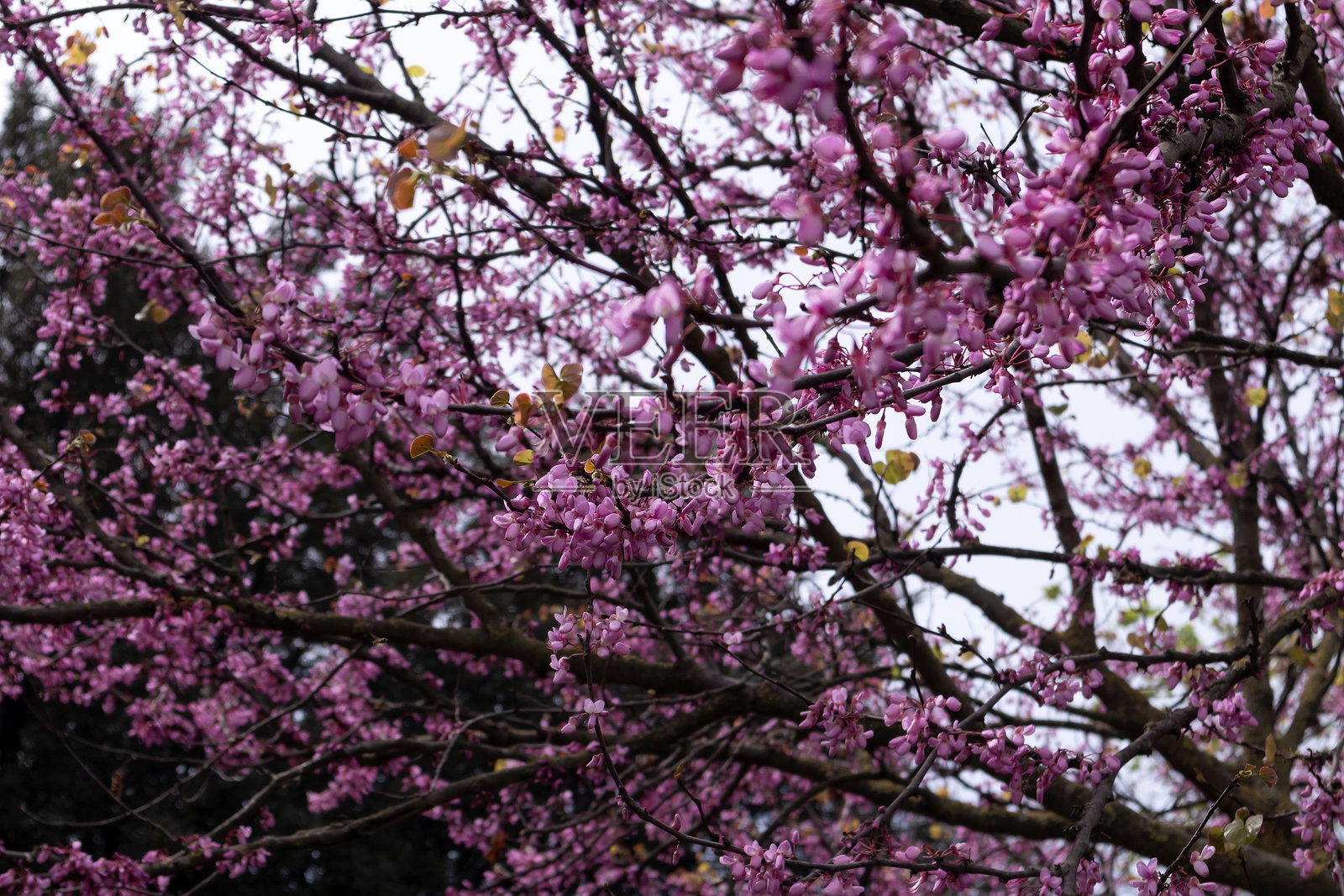 公园里美丽的花树照片摄影图片