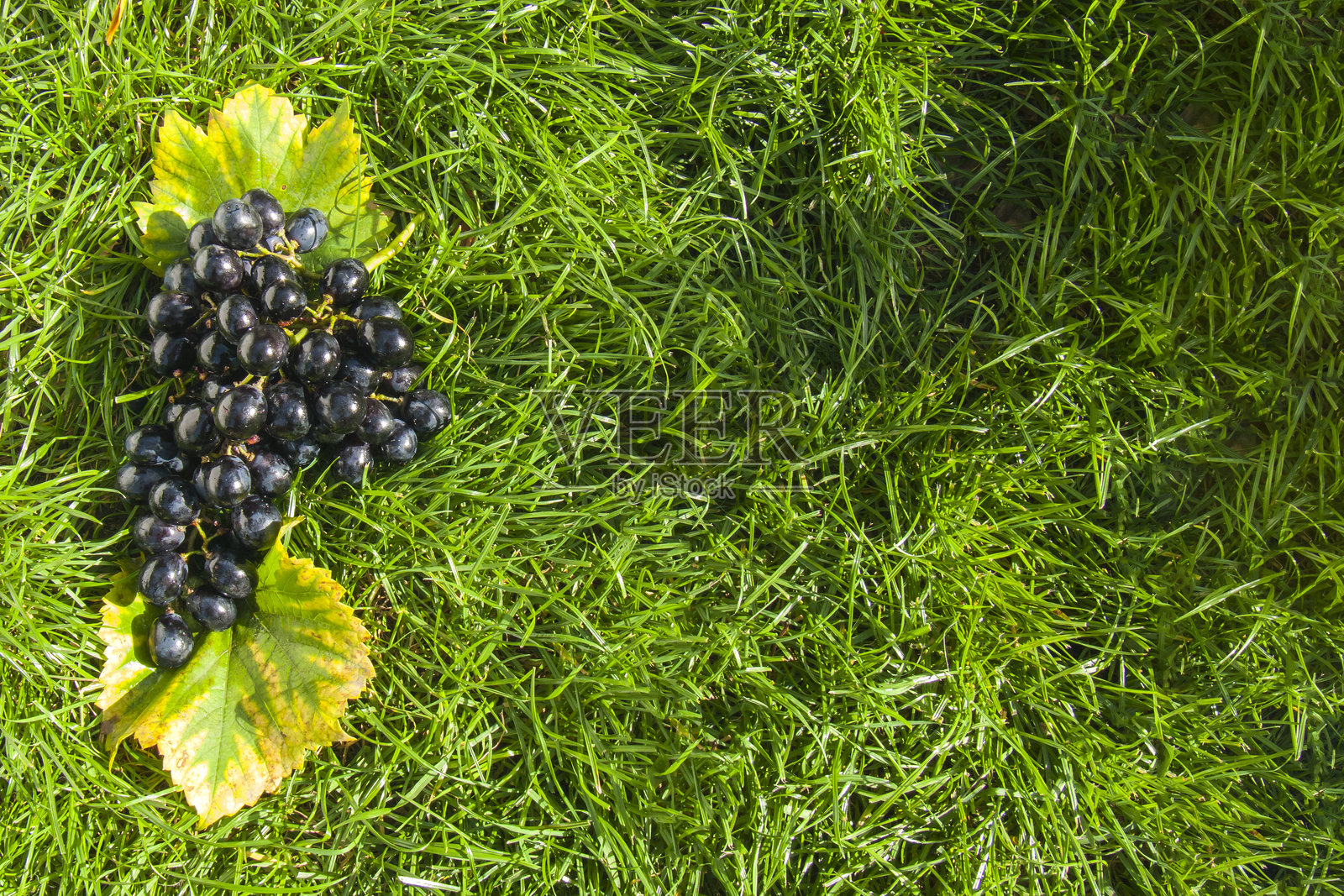 绿色草地上的黑葡萄枝照片摄影图片