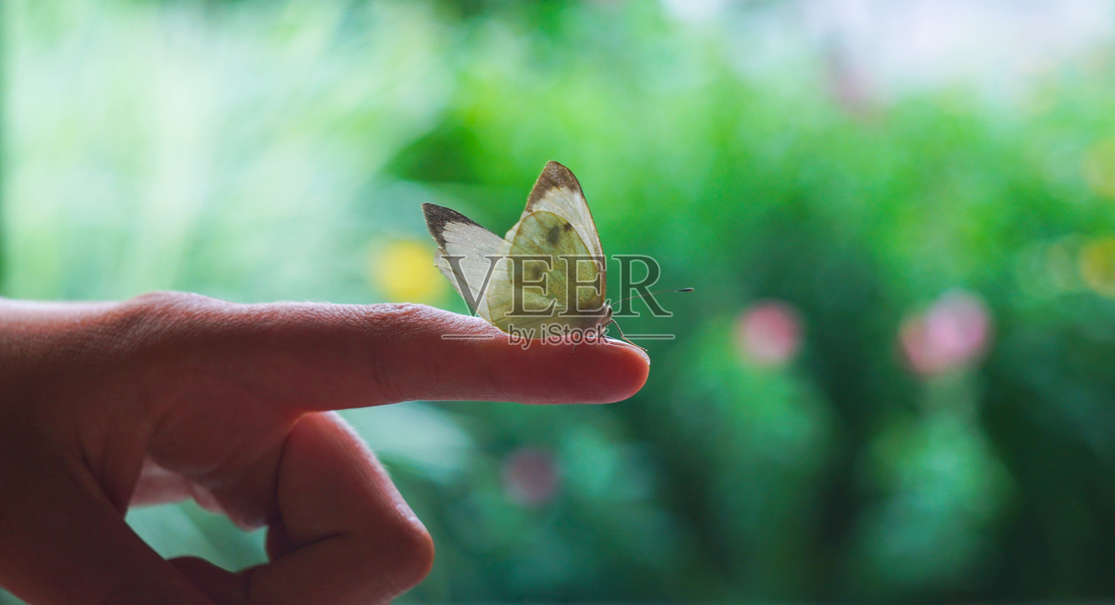 一只待捕捉的蝴蝶照片摄影图片