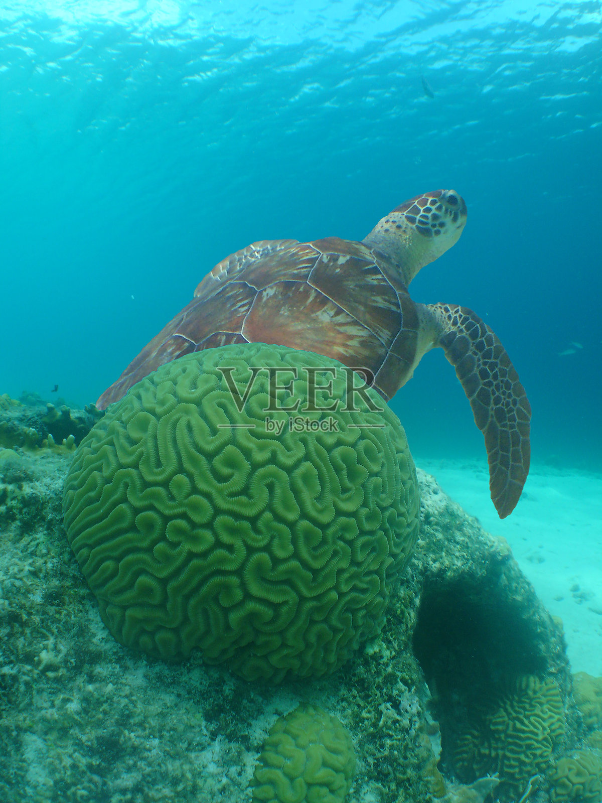 库拉索礁上的海龟游泳照片摄影图片