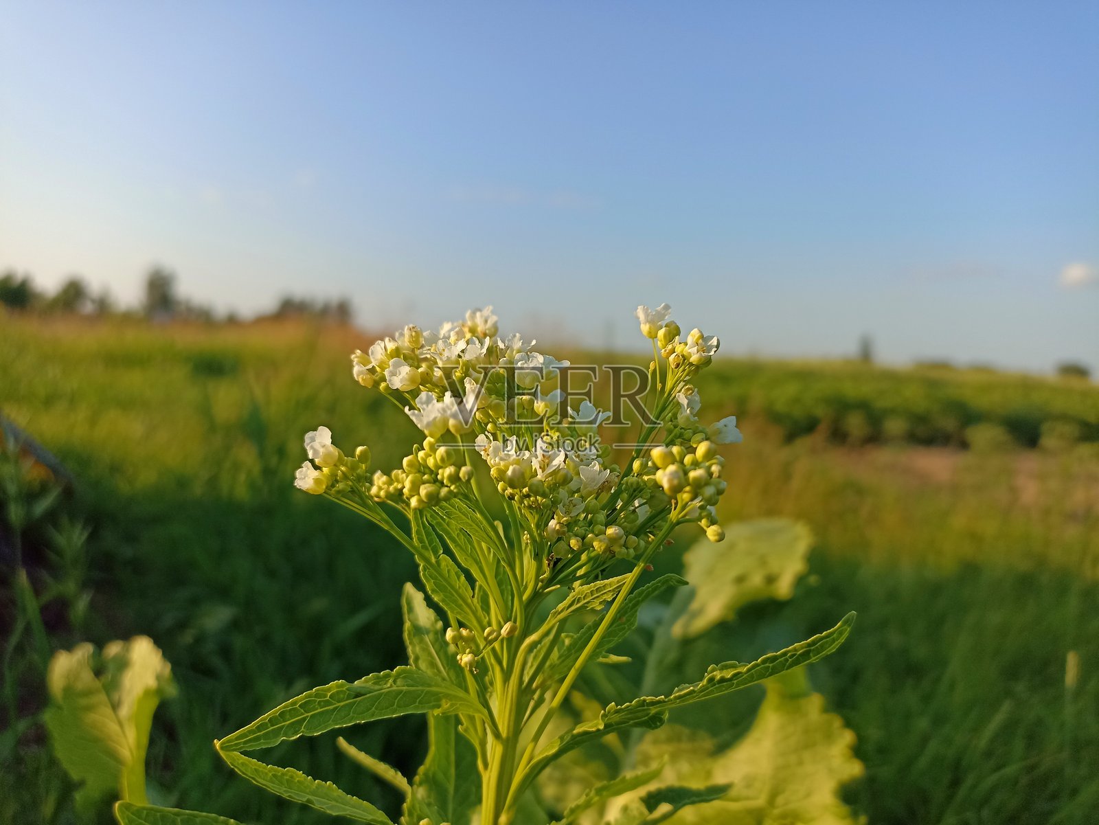辣根植物在开花阶段盛开照片摄影图片