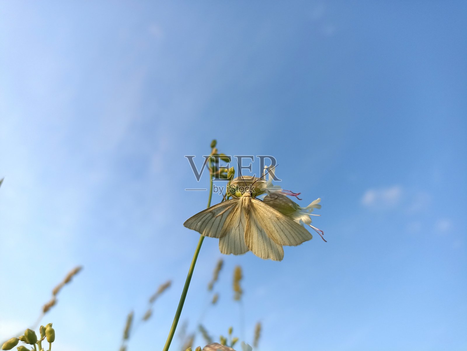 黑脉白蝶（Aporia crataegi）是白蝶科的一种大型蝴蝶。黑脉白蝶栖息在宽叶石竹（Silene latifolia）上。照片摄影图片