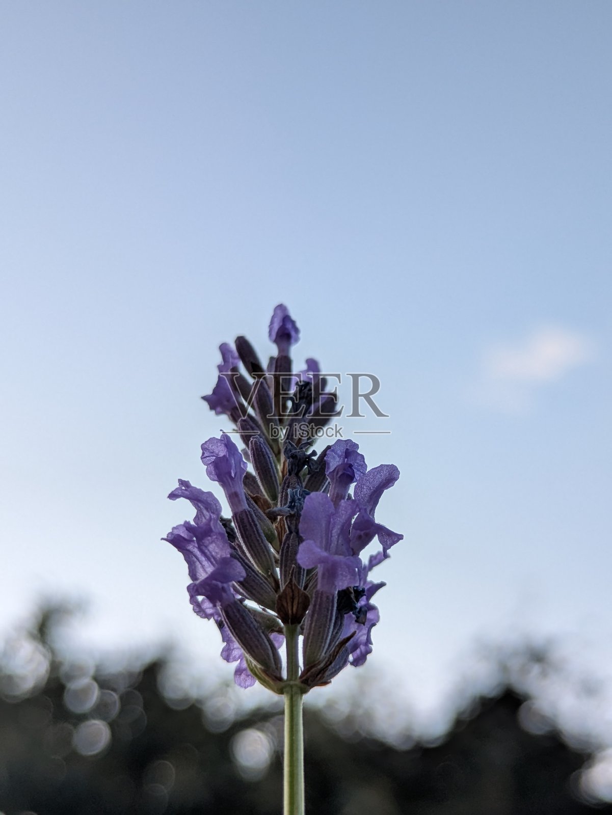 薰衣草照片摄影图片