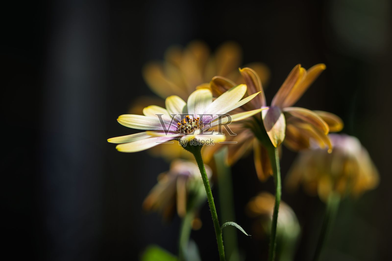 柔和焦点中的鲜艳花朵照片摄影图片