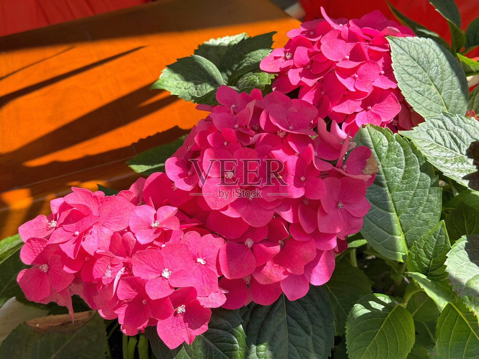 粉色绣球花盛开照片摄影图片