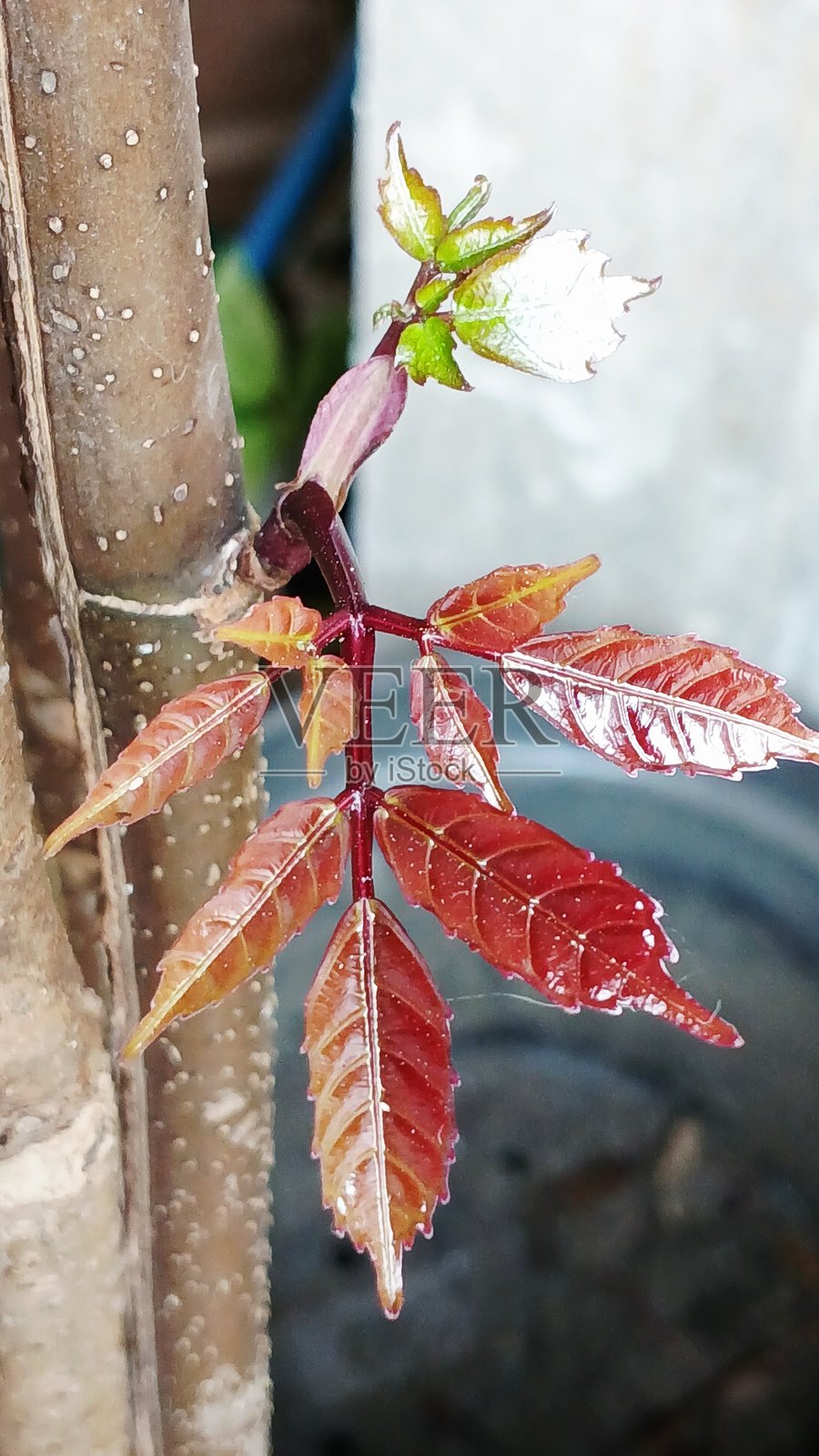 年轻的红色新芽，来自于Leea guineensis照片摄影图片