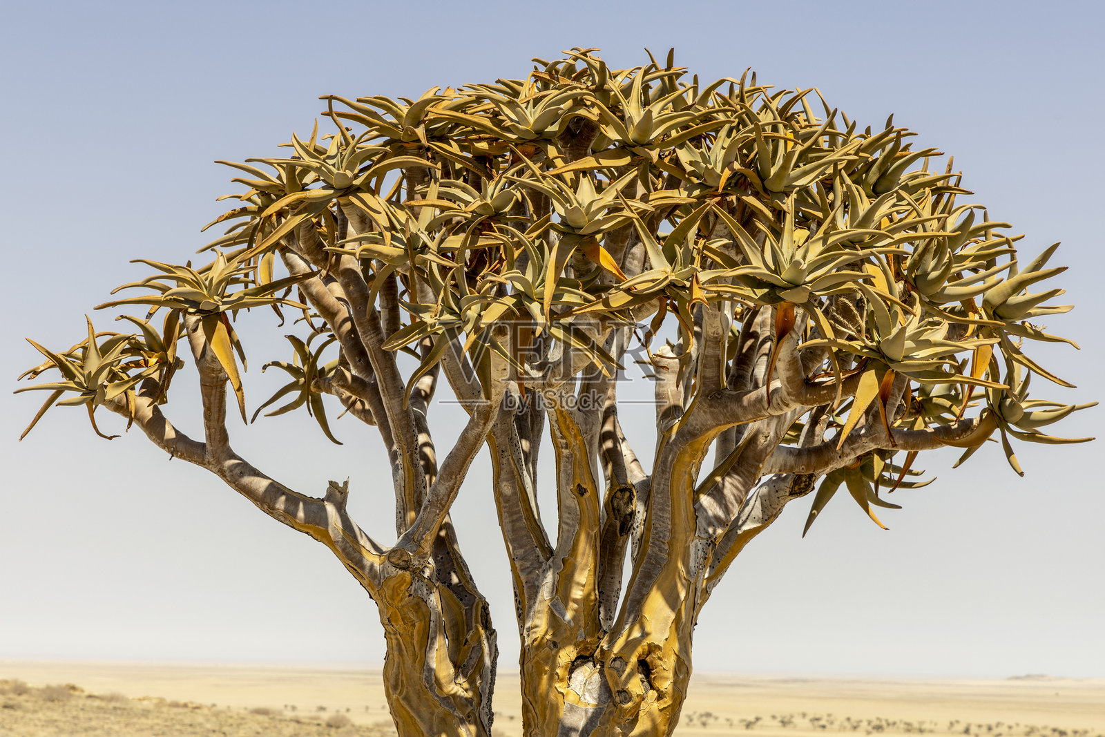 纳米比亚照片摄影图片