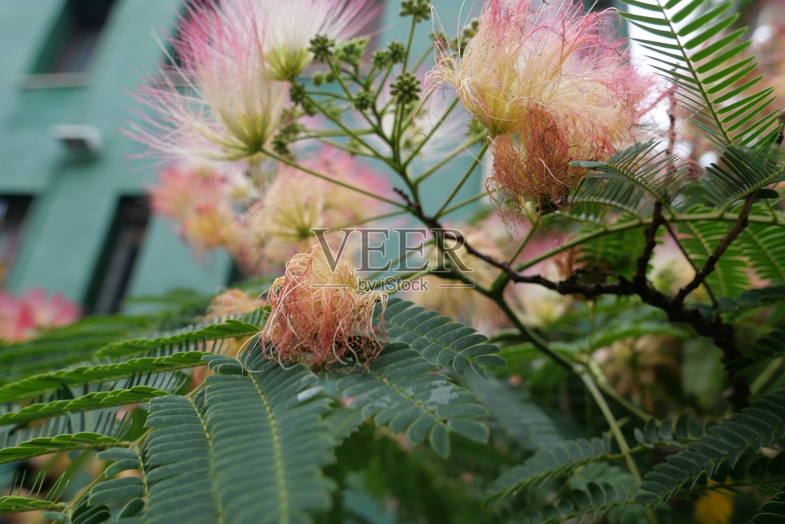 城市中的树花照片摄影图片