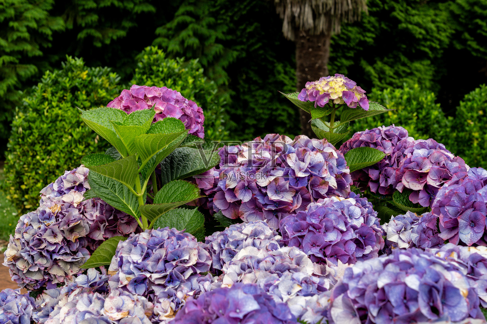 盛开的紫色绣球花特写，花瓣上带有水滴照片摄影图片