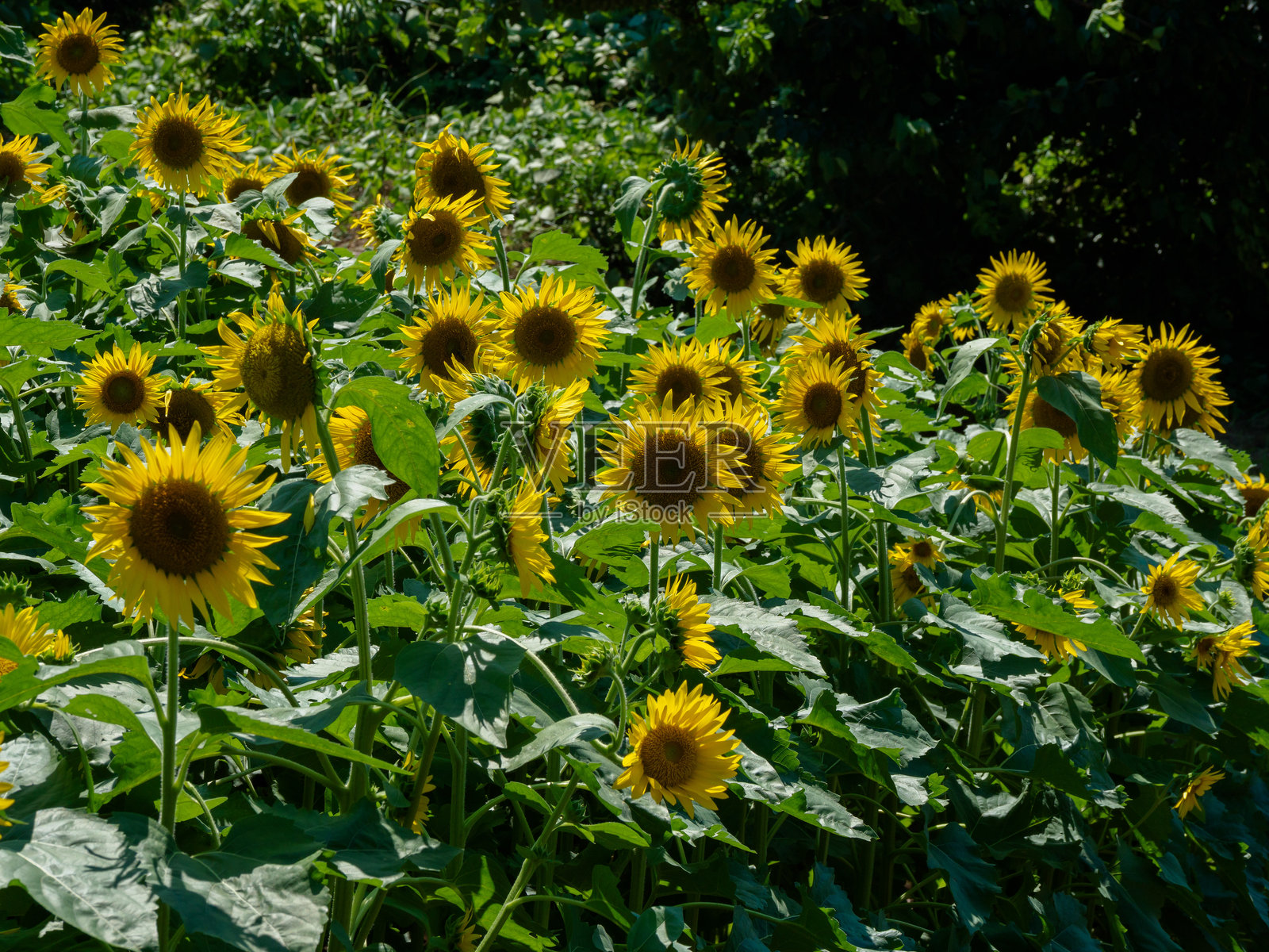 向日葵田照片摄影图片