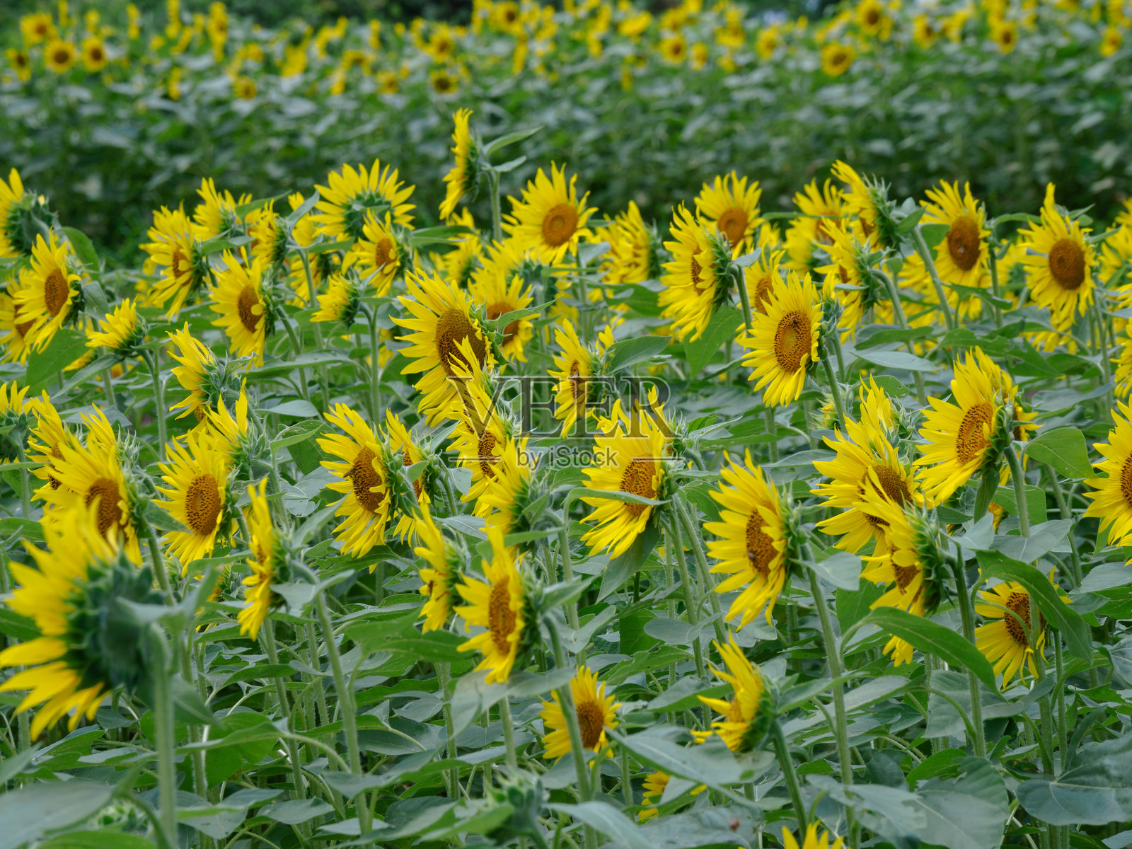 向日葵田照片摄影图片