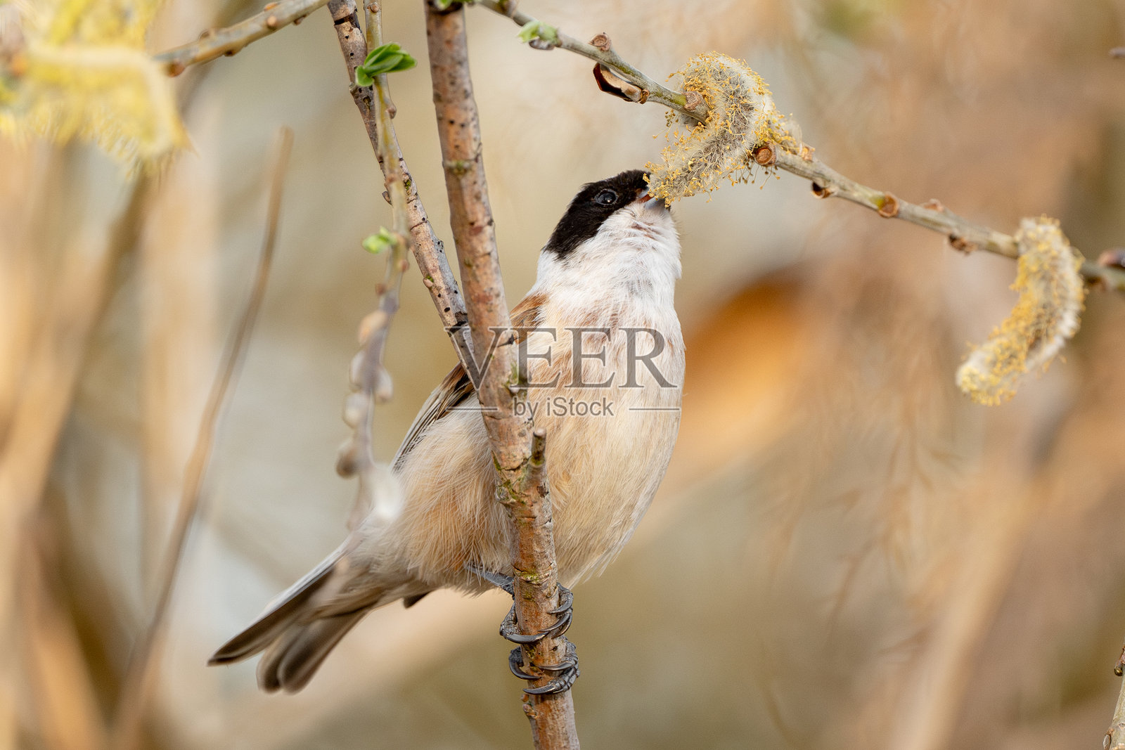 名为Remiz的鸟吃柳树照片摄影图片