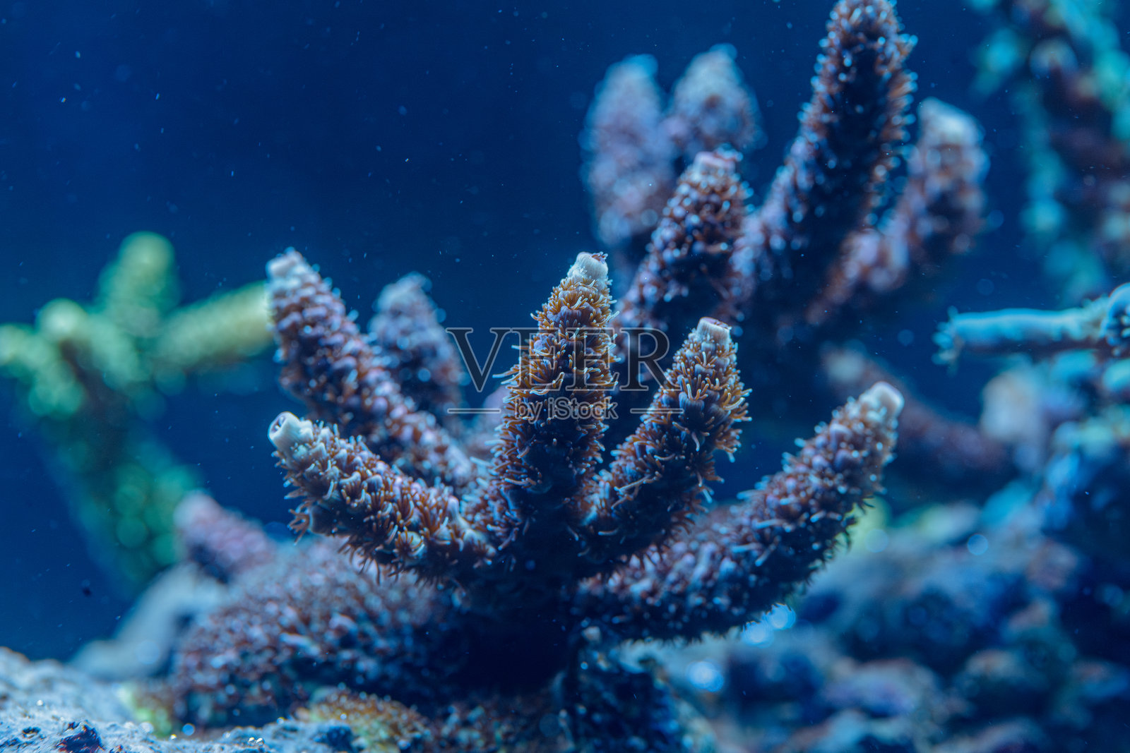 枝状珊瑚虫的特写照片，展示了海洋生物的珊瑚结构照片摄影图片