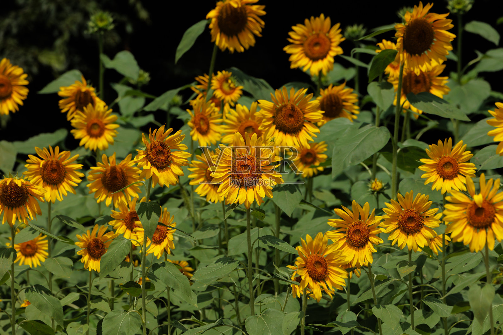 向日葵田照片摄影图片