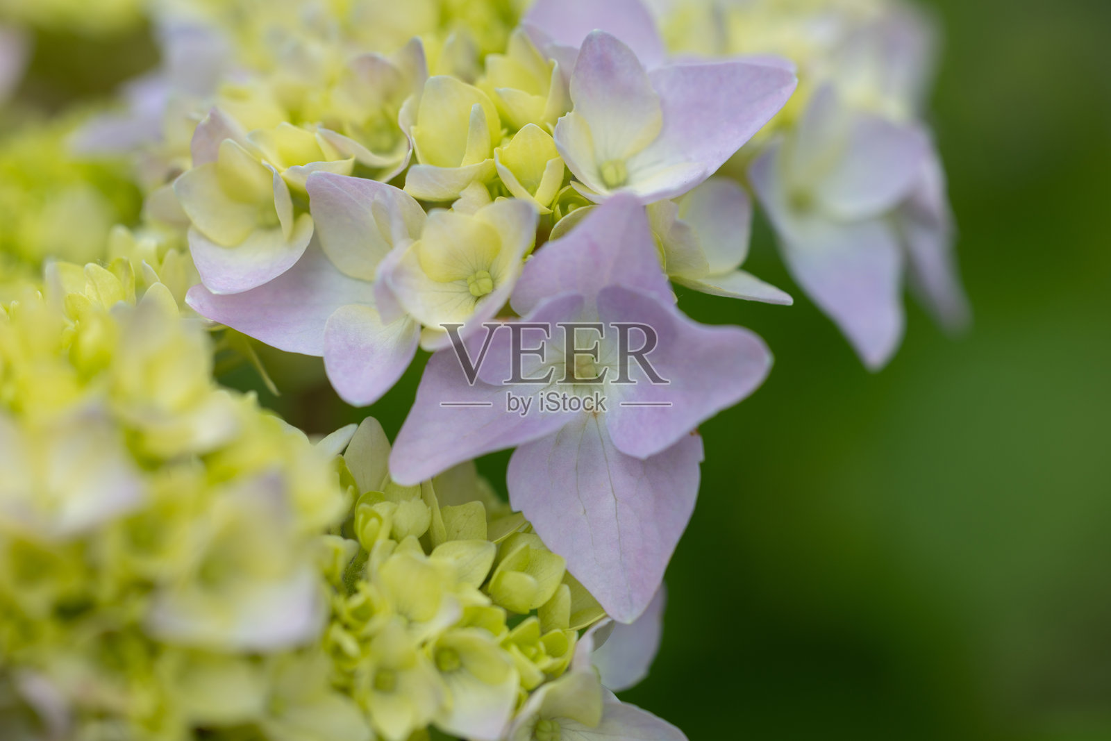 精致的绣球花特写照片摄影图片