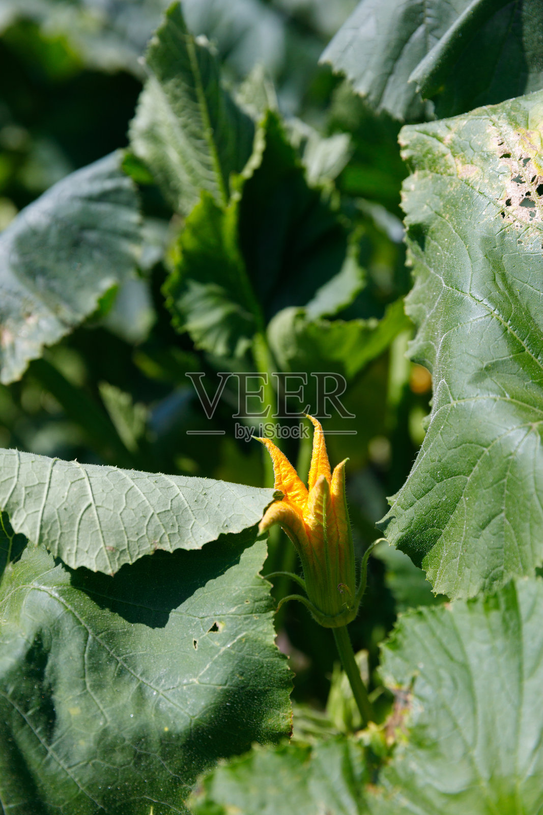 在阳光明媚的花园中，鲜艳的黄色南瓜花在郁郁葱葱的绿叶中绽放，象征着自然的丰盛美丽和农业的生长。照片摄影图片