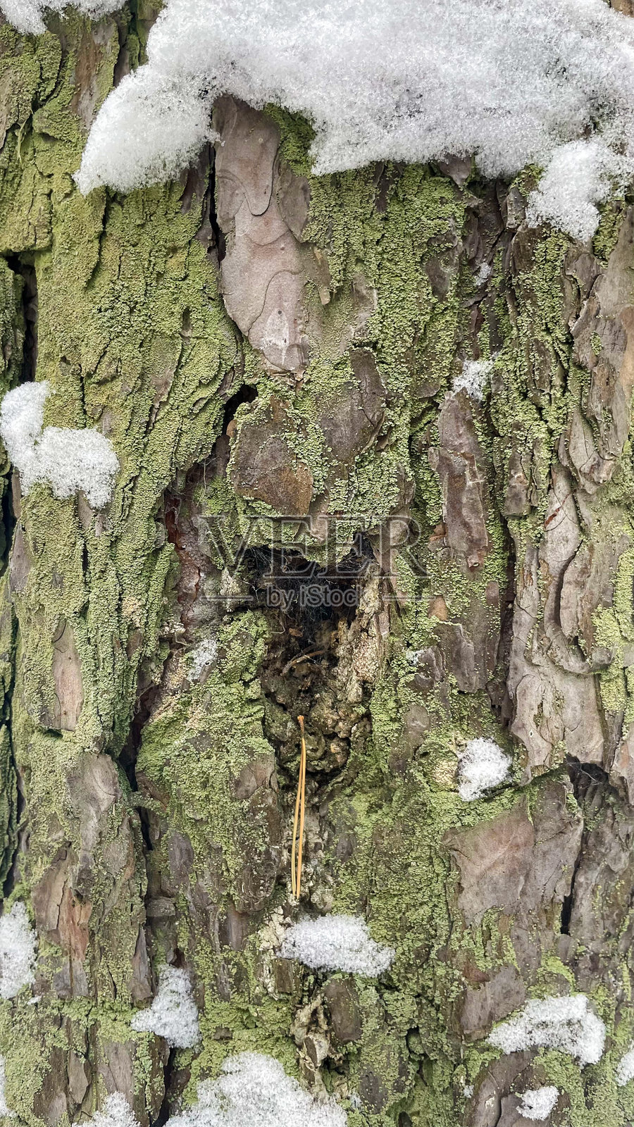 冬季的松树树皮照片摄影图片