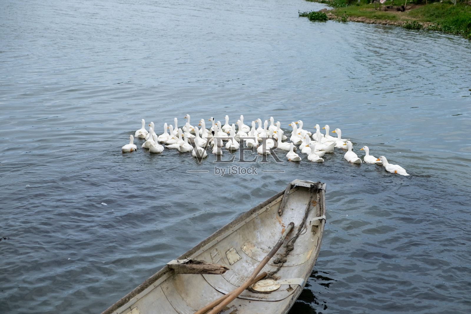 越南的鸭肉和蛋生产养殖照片摄影图片