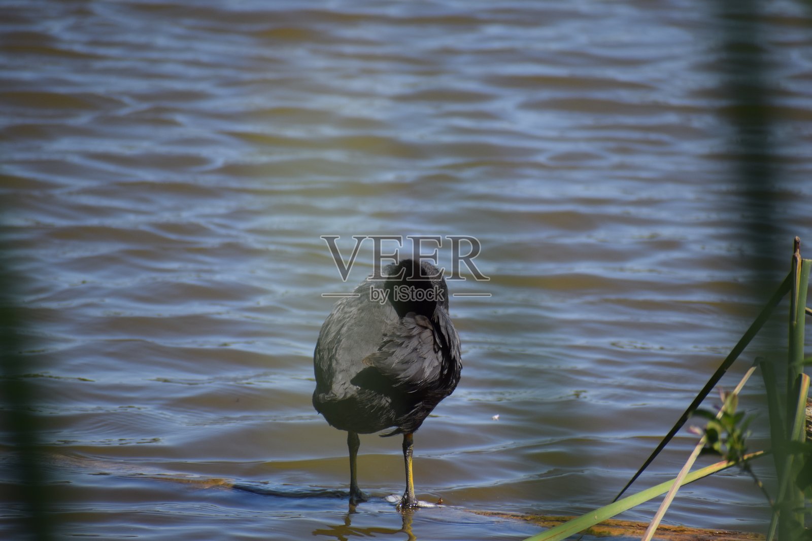 黑水鸡站在蓝色的水中照片摄影图片