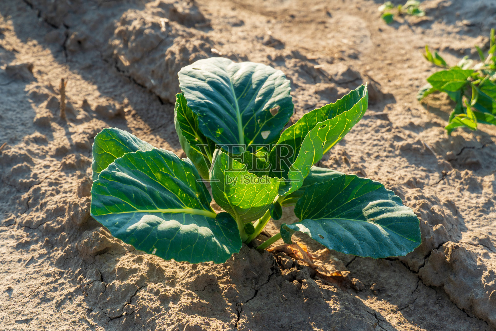 健康的卷心菜和生菜植物在富饶的土壤中茁壮成长，阳光透过树叶洒下，营造出清晨生机勃勃的氛围，绿意盎然。照片摄影图片