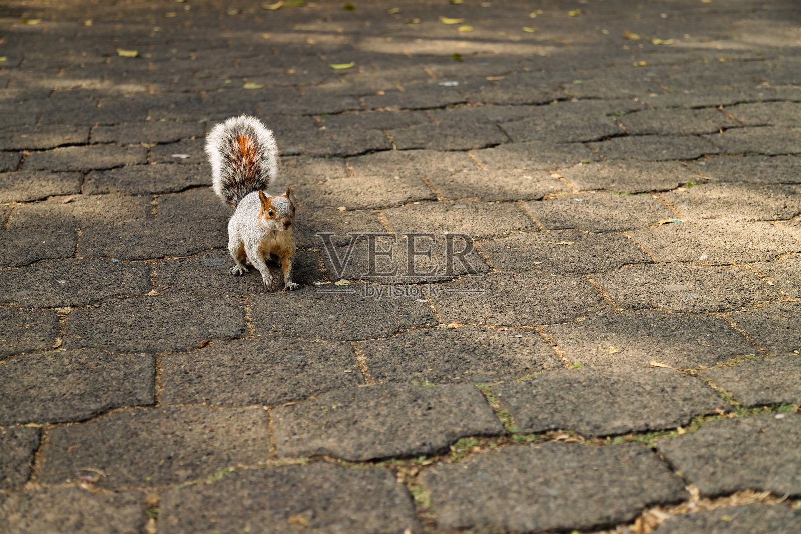 在墨西哥城查普尔特佩克公园的石头小径上站着一只松鼠照片摄影图片
