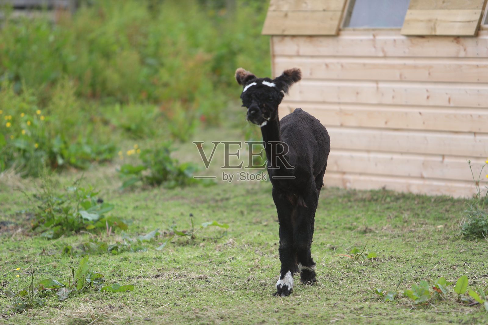 黑色的羊驼在草地上靠近一个木棚。照片摄影图片