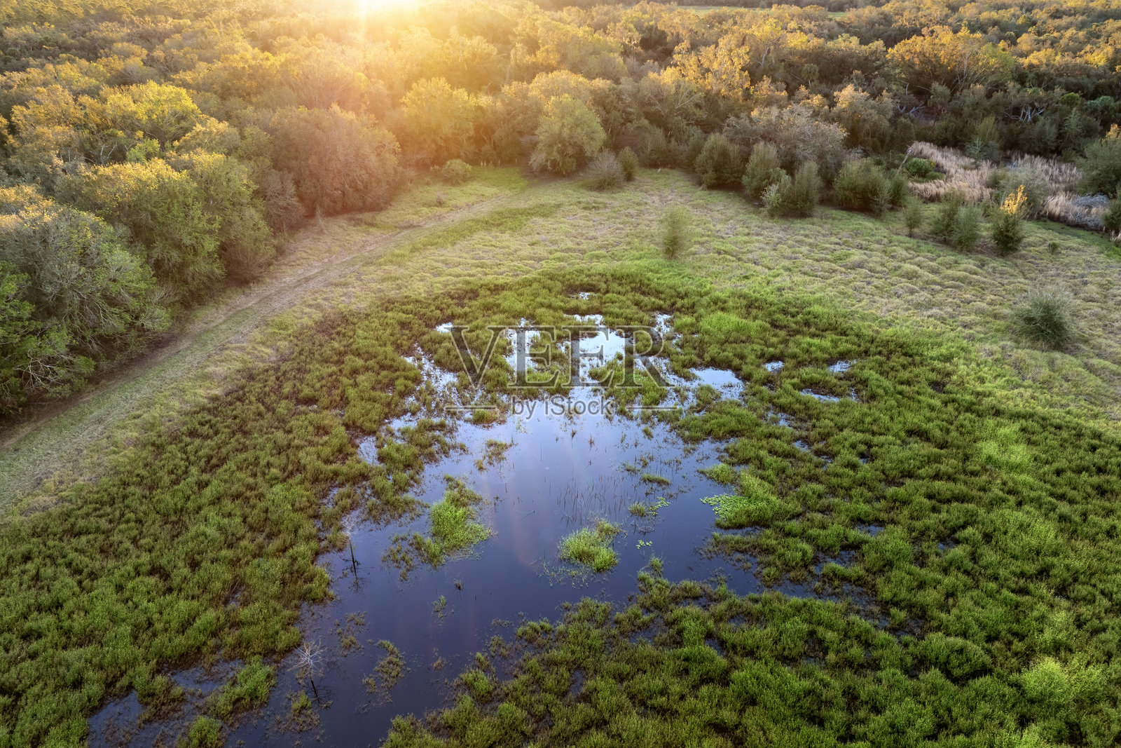 美国南部佛罗里达亚热带沼泽，生长着野生植物照片摄影图片
