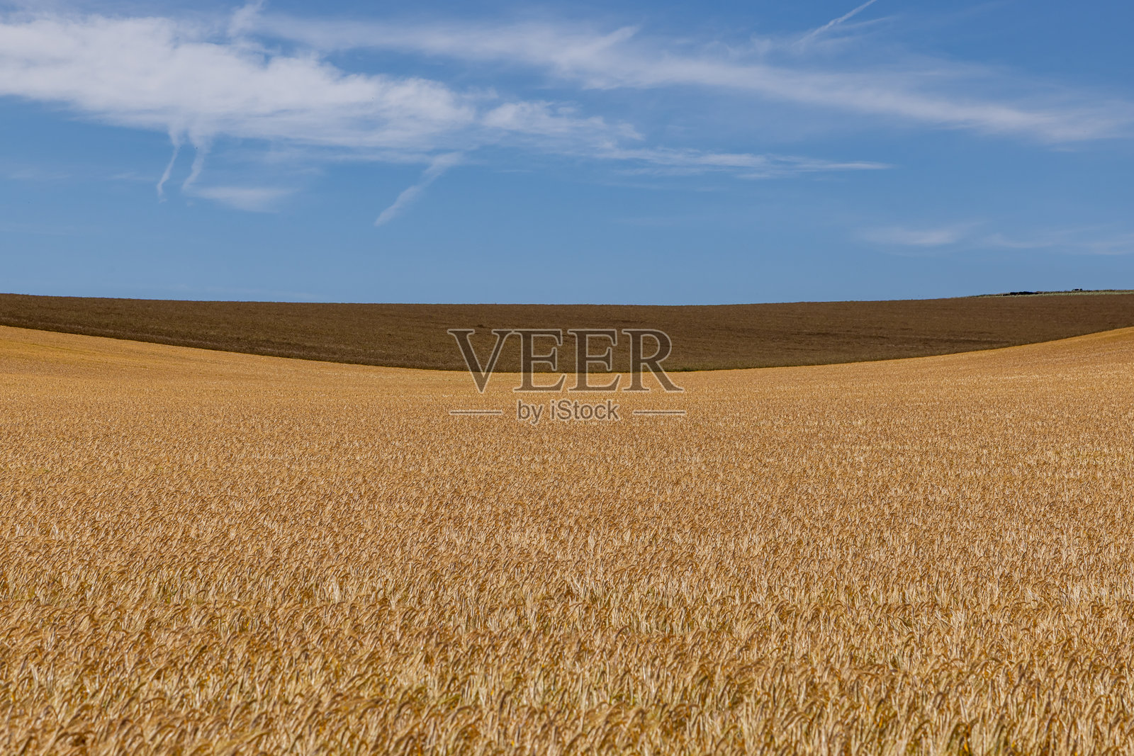 在一片已经变成棕色并准备收割的油菜田前生长的谷物照片摄影图片