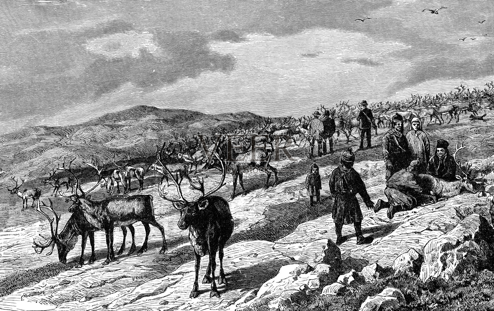 挪威萨米人在19世纪放牧驯鹿插画图片素材