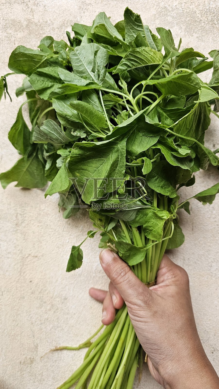 手握一束新鲜的绿色芹菜，背景为米色。这种蔬菜具有多种功能，包括降低血压、支持消化健康和帮助身体排毒。照片摄影图片