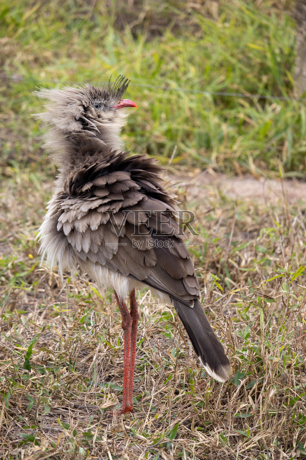 Caryamidae照片摄影图片