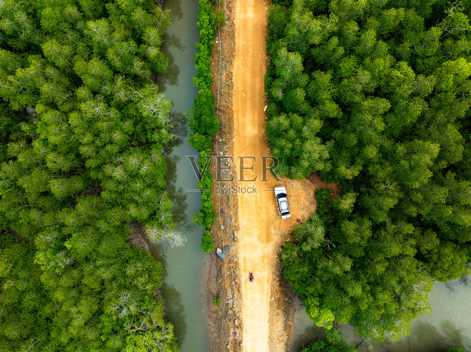 惊人的丰盛红树林森林 空中俯瞰森林树木 热带雨林生态系统与健康环境背景 绿色树木森林的纹理从上往下看照片摄影图片
