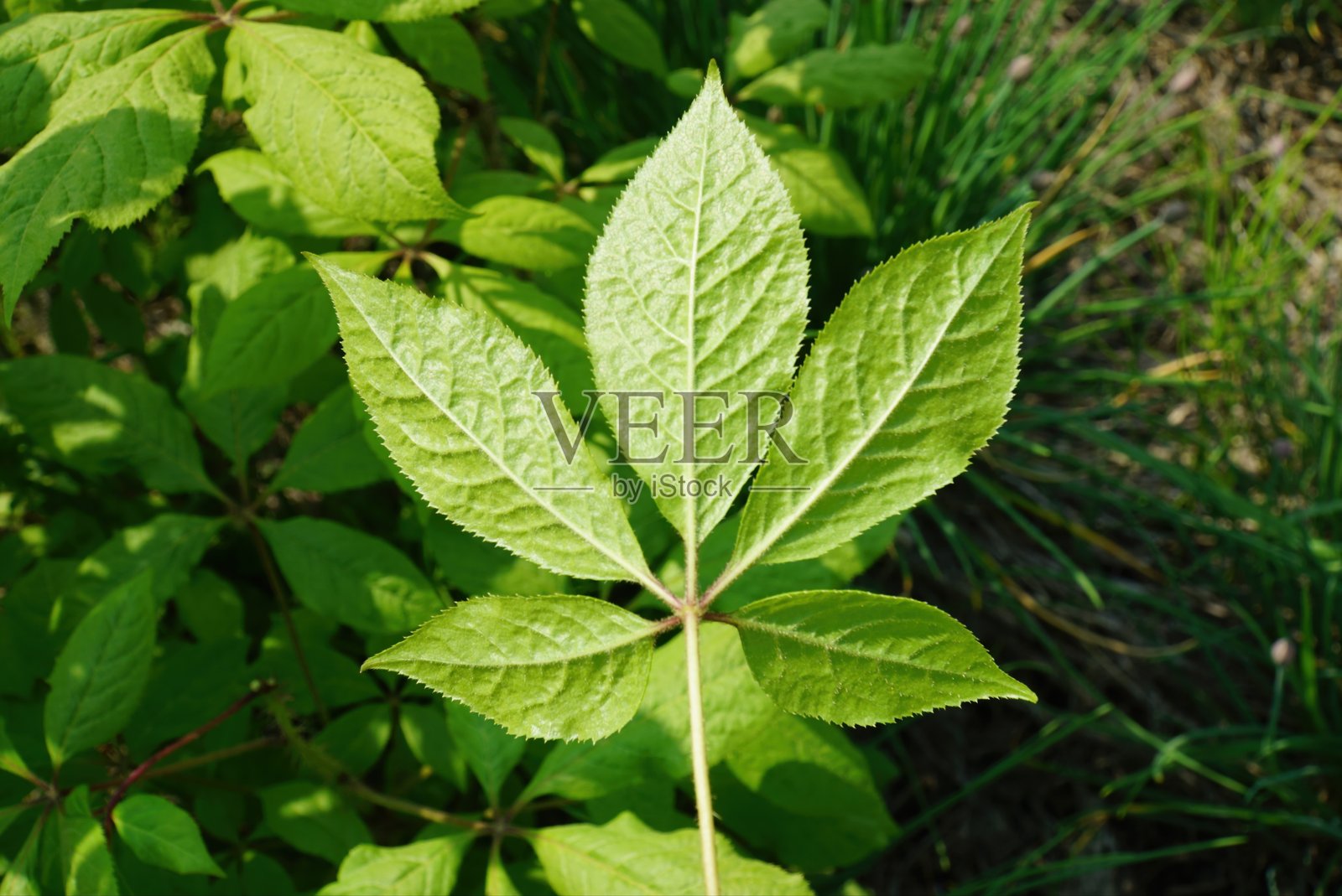 Gasiogapi的单复叶照片摄影图片