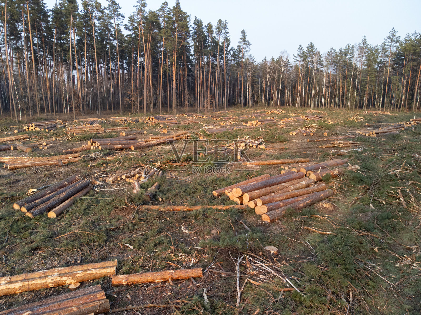 被砍伐的林地，倒下的树干散落在泥泞的地面上照片摄影图片