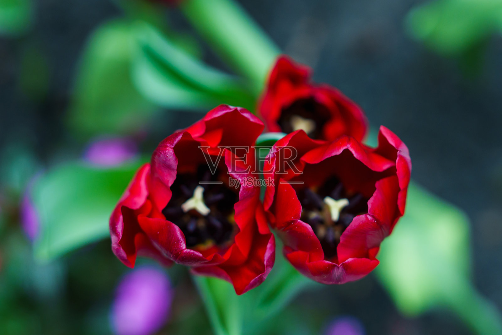 花园中三朵盛开的红色郁金香的特写俯视图。照片摄影图片