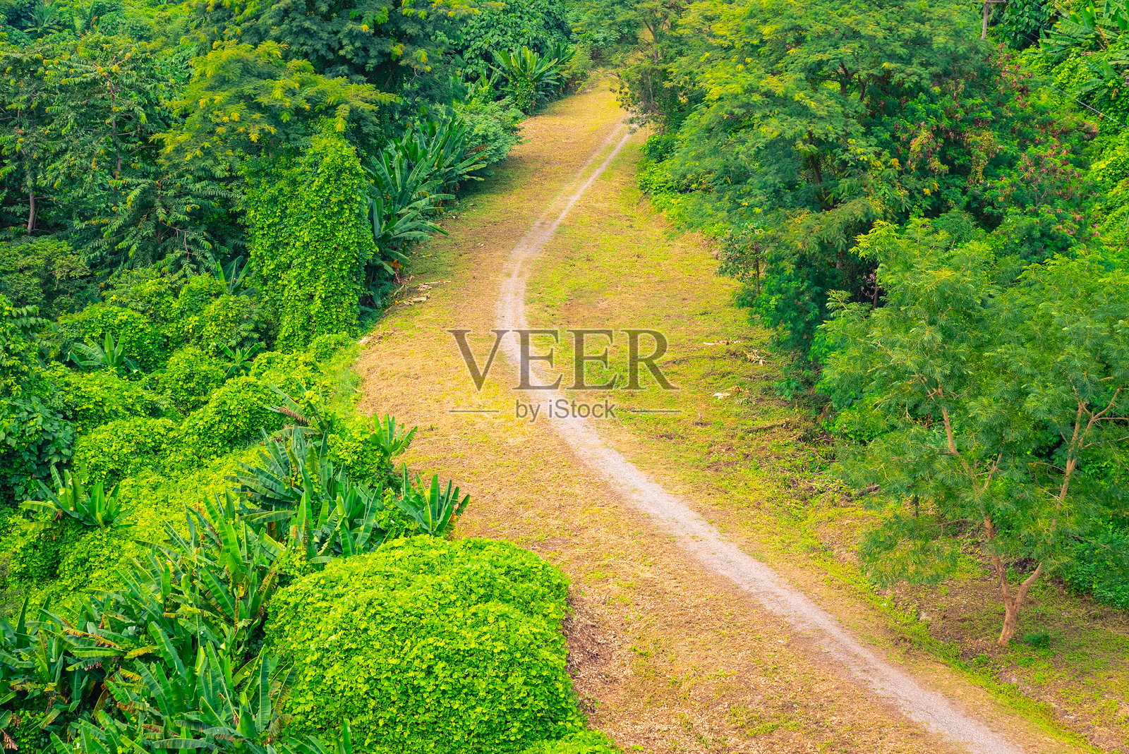 从鸟瞰角度看森林中的小径，象征着为生活目标而努力，旨在培养对自己生活的远见卓识。照片摄影图片