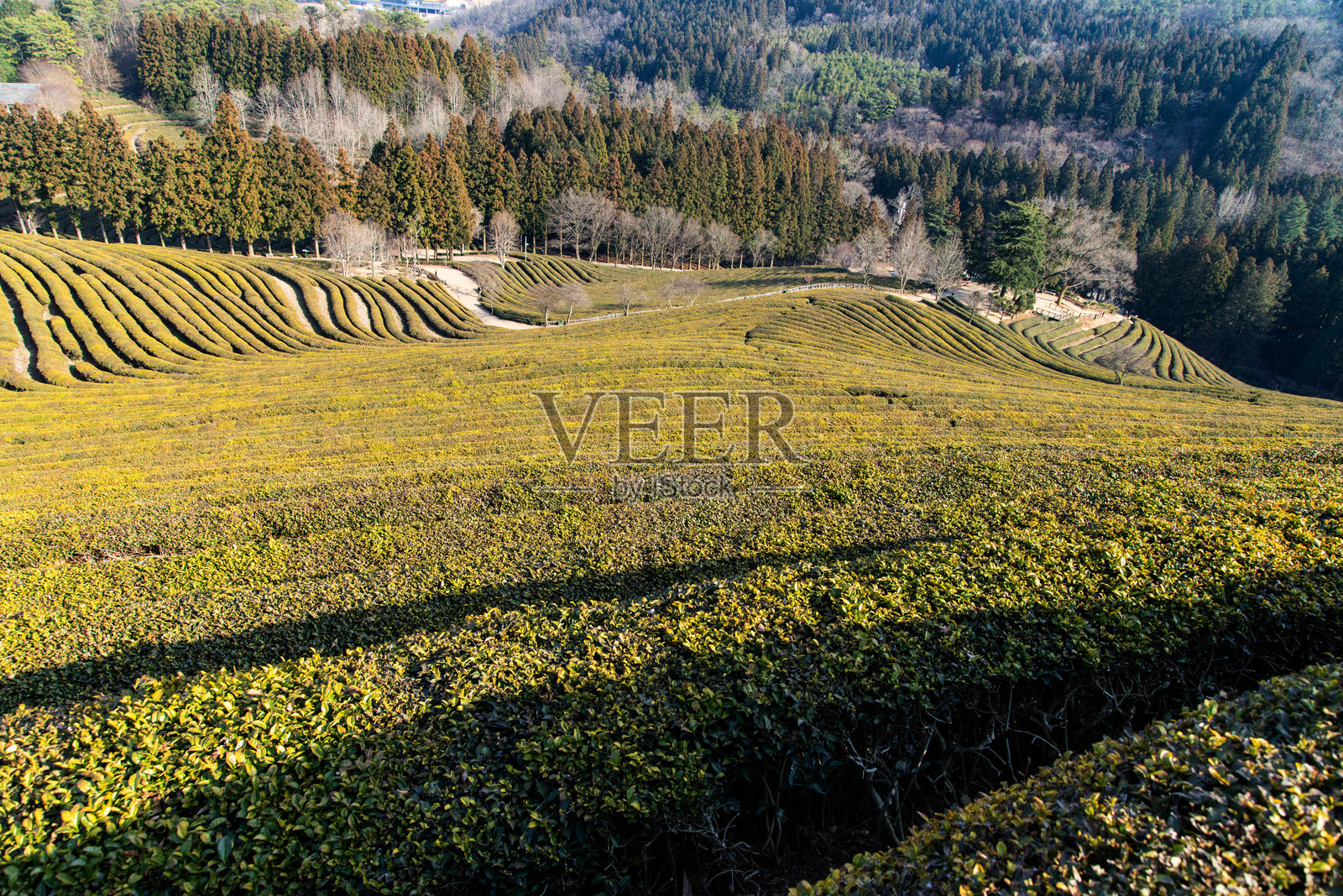 山丘上的绿茶农场俯视图照片摄影图片