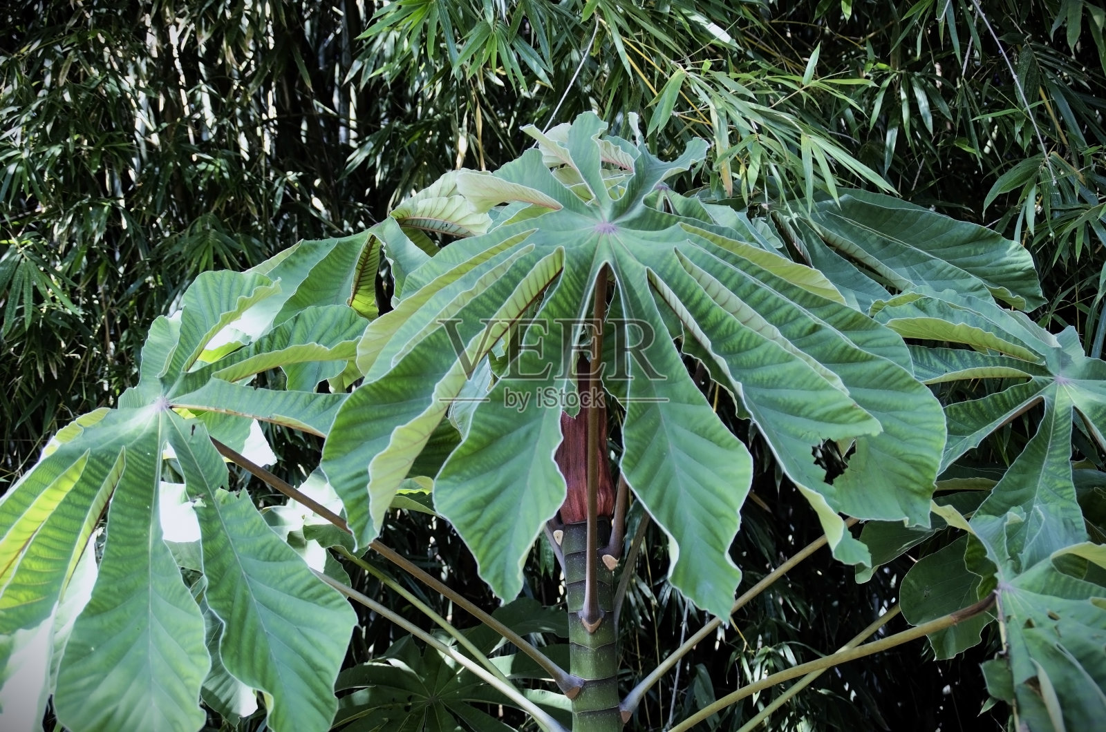 森林中大叶子的恩巴乌巴（Cecropia glaziovii）照片摄影图片
