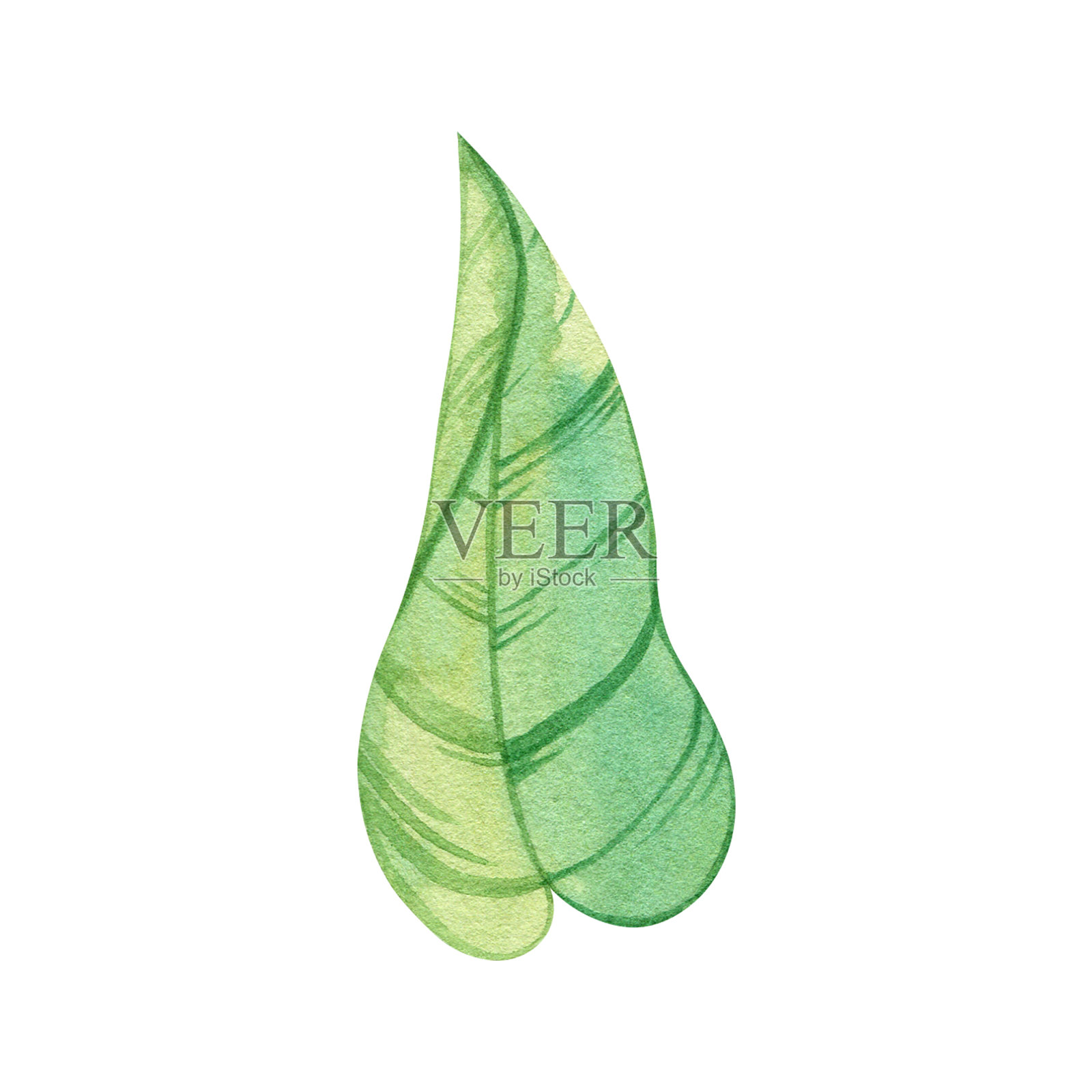 带条纹叶子的向日葵植物绿叶插画图片素材