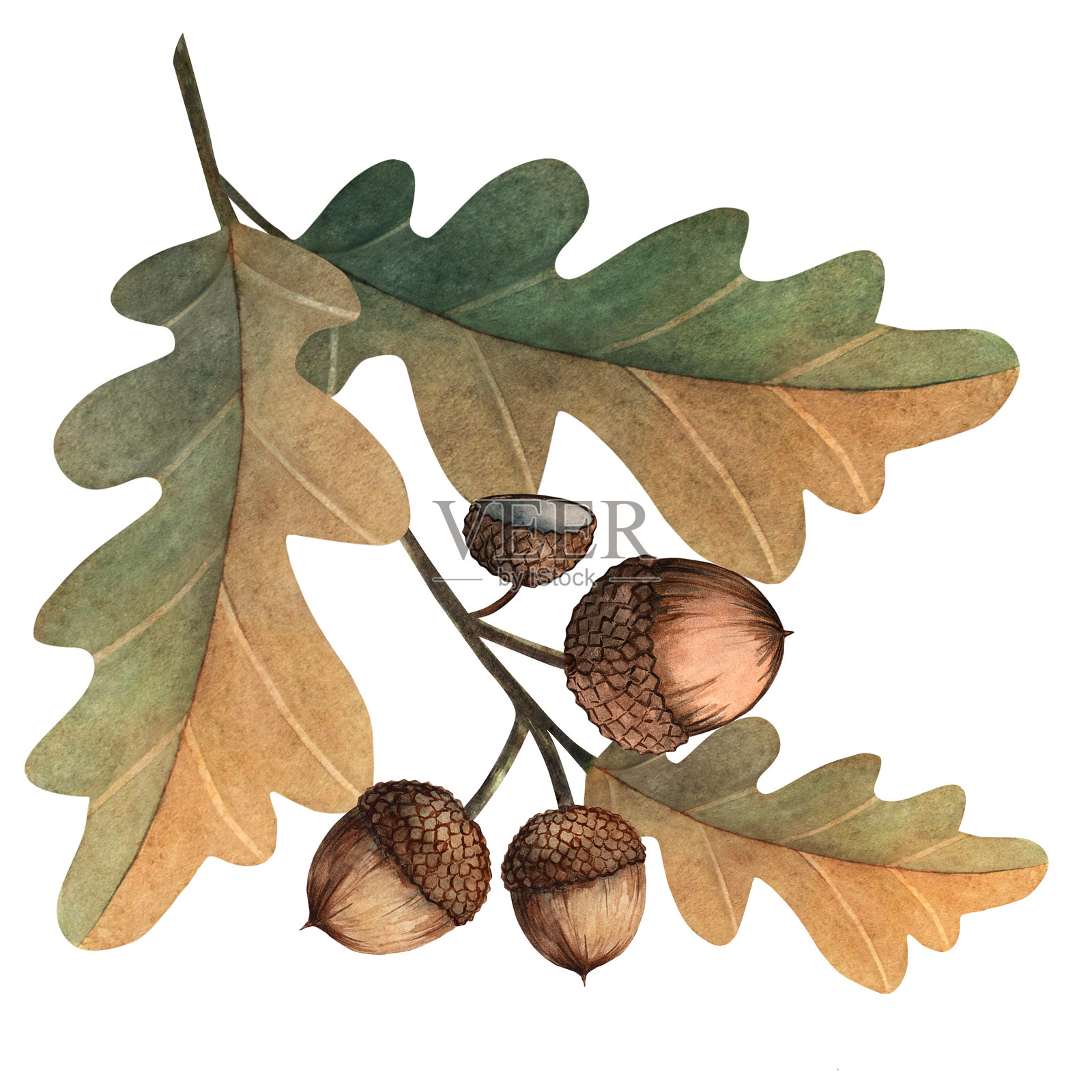水彩橡树枝与橡果的植物插图，采用斯拉夫童话儿童风格，手绘森林元素，适用于装饰、邀请函、包装、卡片、秋季印刷和林地设计。插画图片素材