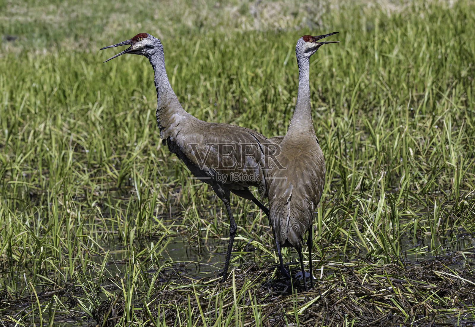 沙丘鹤（Antigone canadensis）是北美和极东北西伯利亚的一种大型鹤类。黄石国家公园，怀俄明州。照片摄影图片